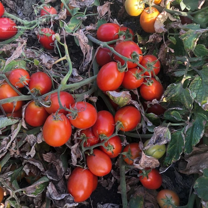 5108 F1 / 5108 F1,95-100 дней фото 1