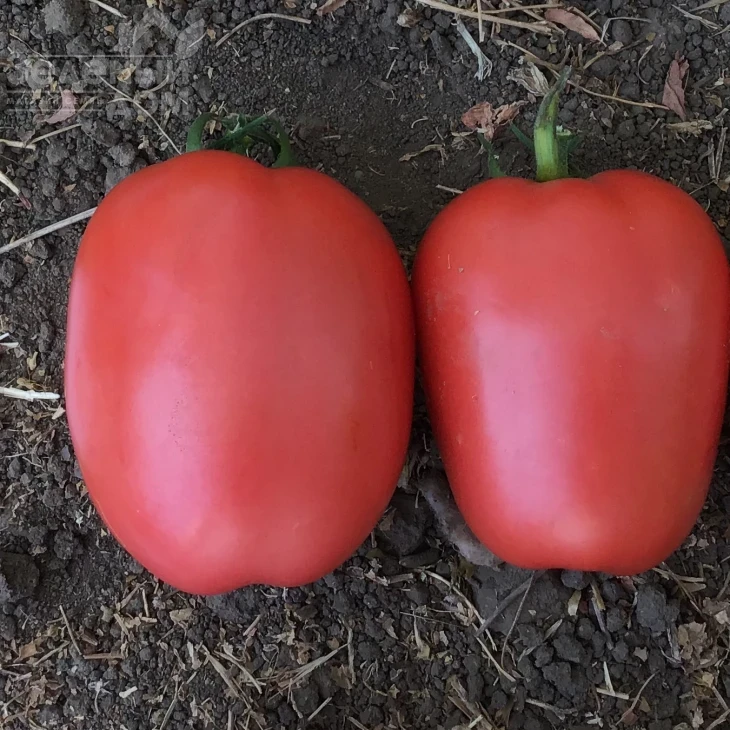 Конго F1 / Kongo F1, 65-70 дней фото 2