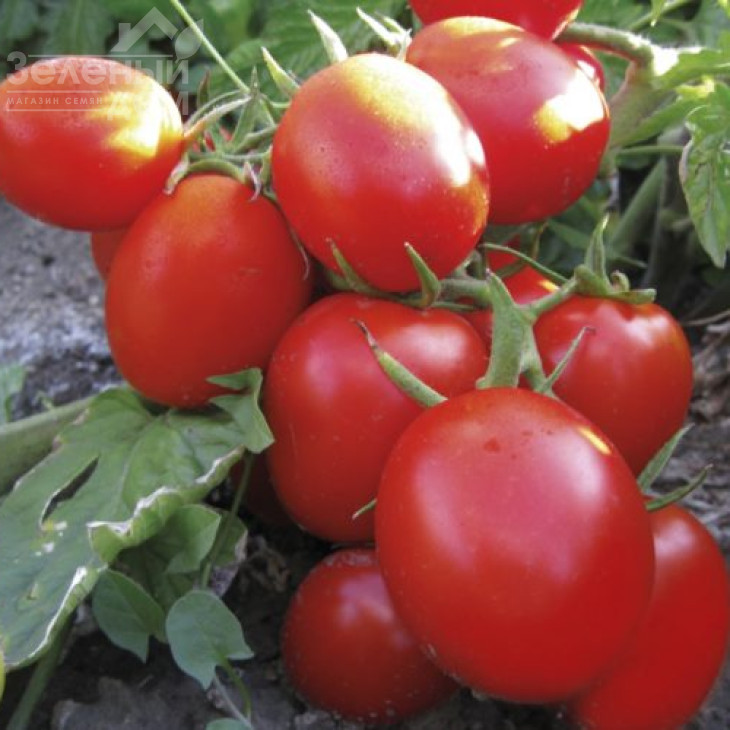 Грандо F1 / Grando F1,95 днів фото 2