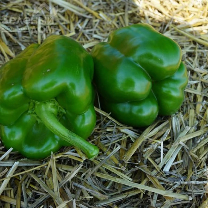 Марек F1 / Marek F1,70 дней фото 3