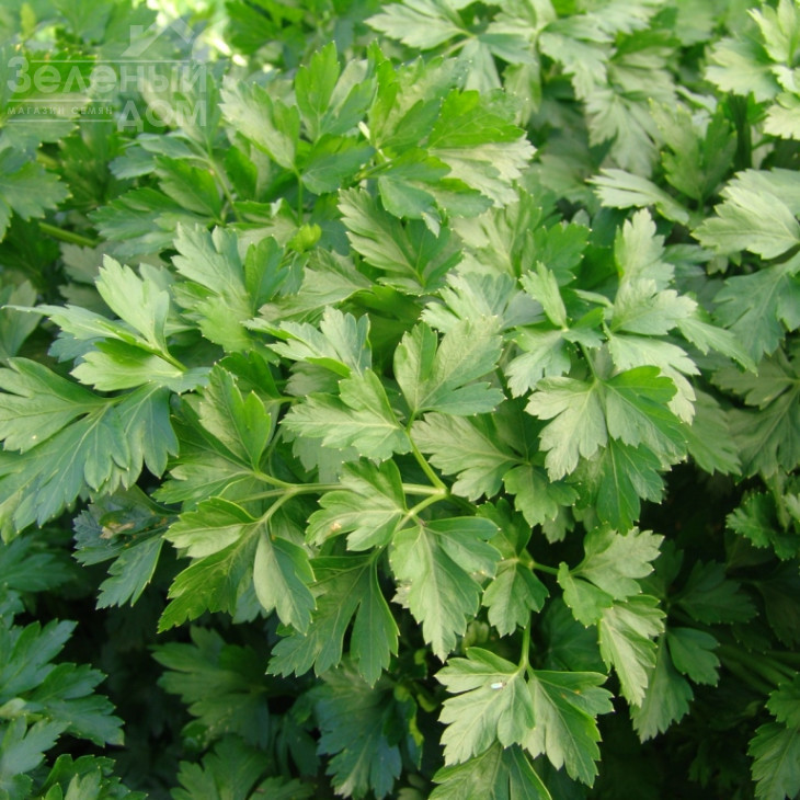 Фест / Fest фото 1