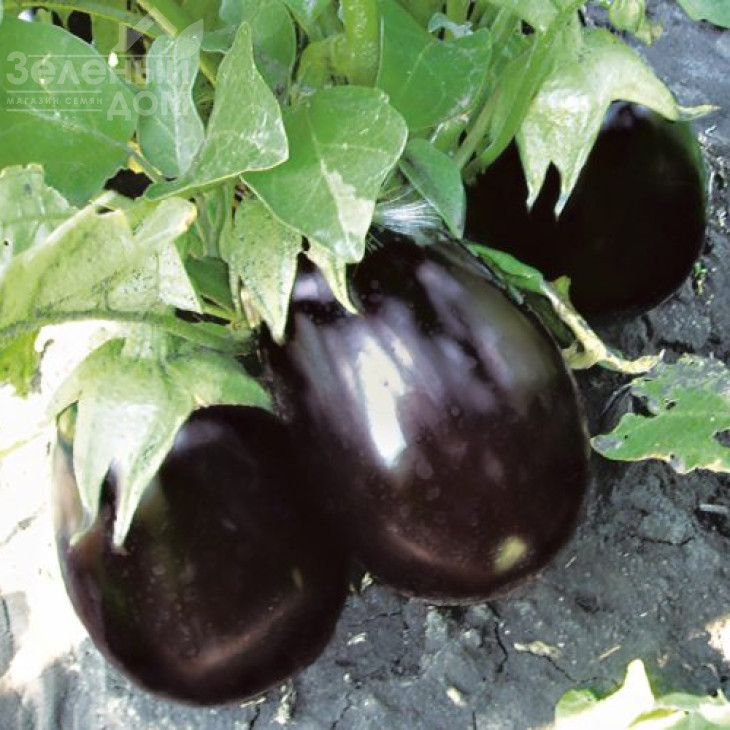 Чемодан F1 / Chemodan F1,90-105 днів фото 3