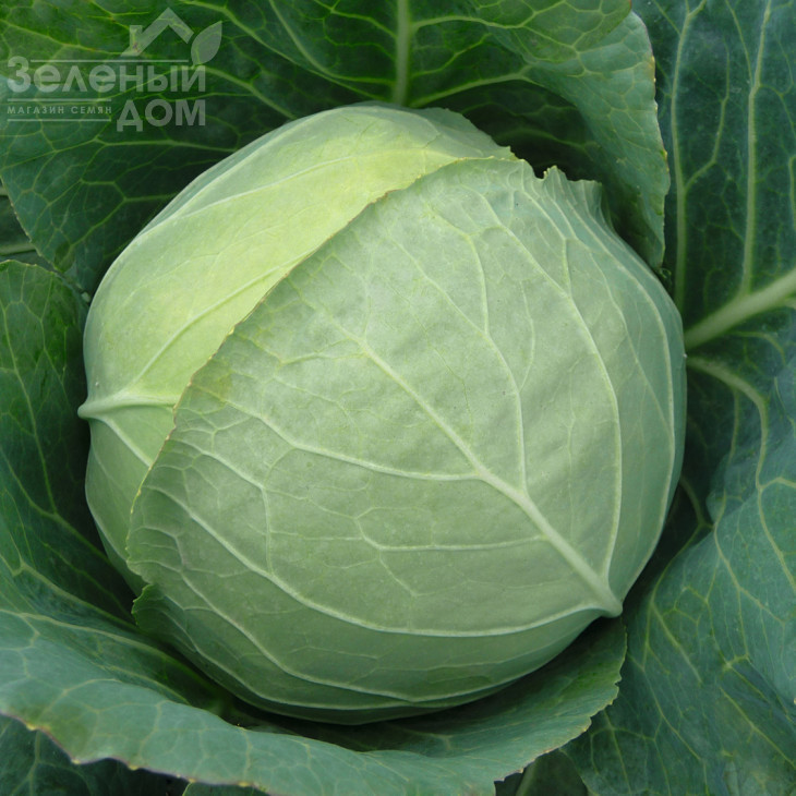 Чекмейт F1 / Checkmate F1,67 днів фото 2