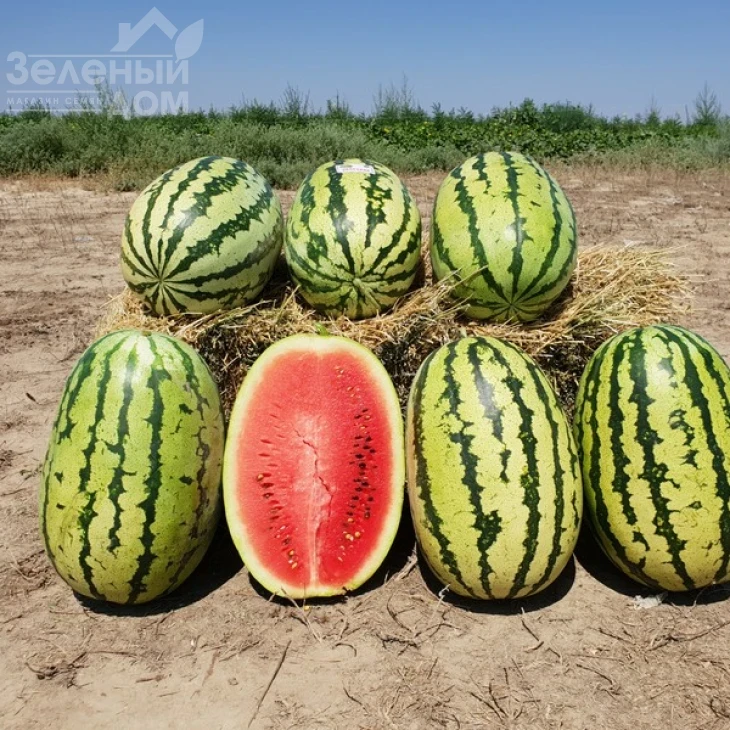 Тамтам F1 / Tamtam F1,58-62 дня фото 1