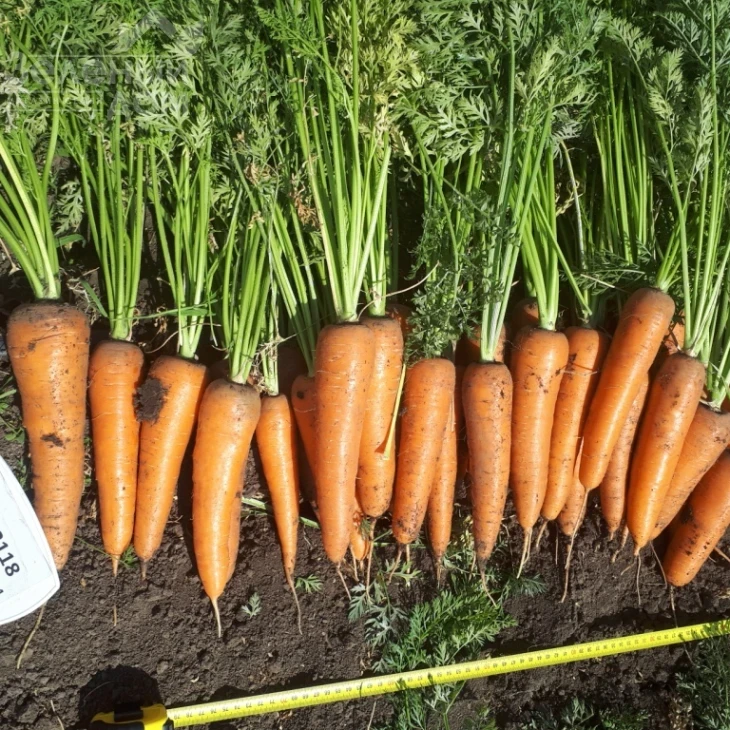 СВ 3118 F1 / SV 3118 F1,110-115 дней фото 2