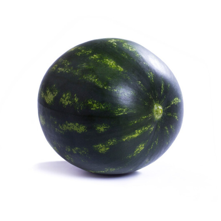 Лузітана F1 /  Lusitana F1, 55-58 днів фото 2