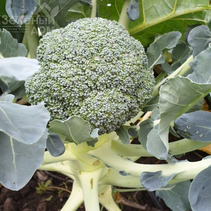 Стирлинг F1 / Styrlynh F1,78-80 дней фото 5