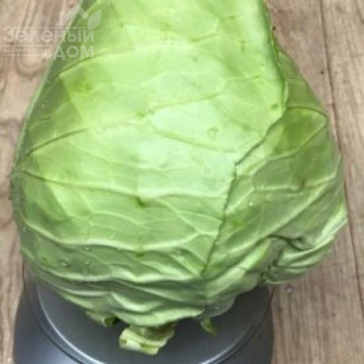 Агро F1 / Agro F1,55-60  дней фото 3