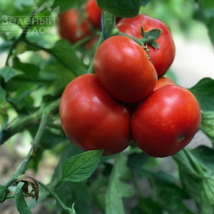 Оазіс F1 / Oazis F1,67-70 днів фото 10