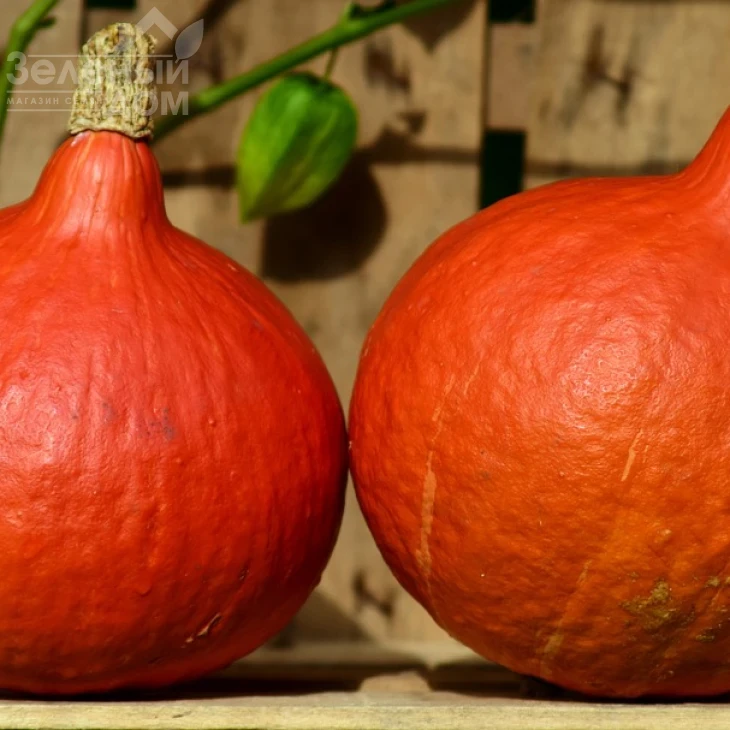 Хакайдо Оранжевый / Hokkaido Orange,80-90 дней фото 2