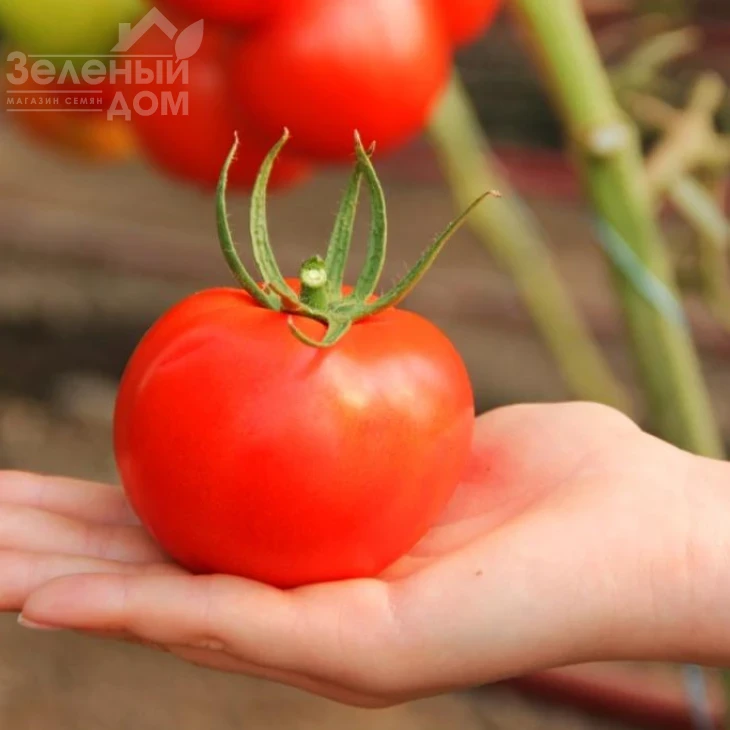 Реддер Булл F1 / Redder Bul F1 фото 1