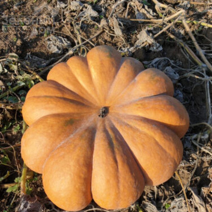 Вест / West фото 1