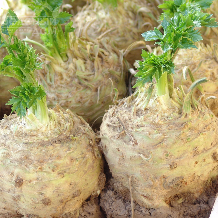 Албін / Albin фото 1