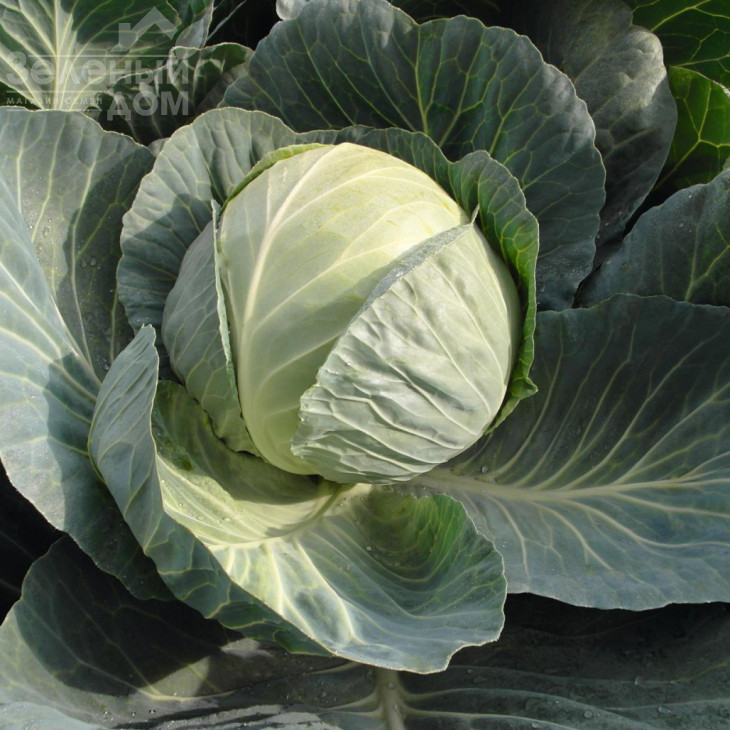 Пассат F1 / Passat F1,120 днів фото 2