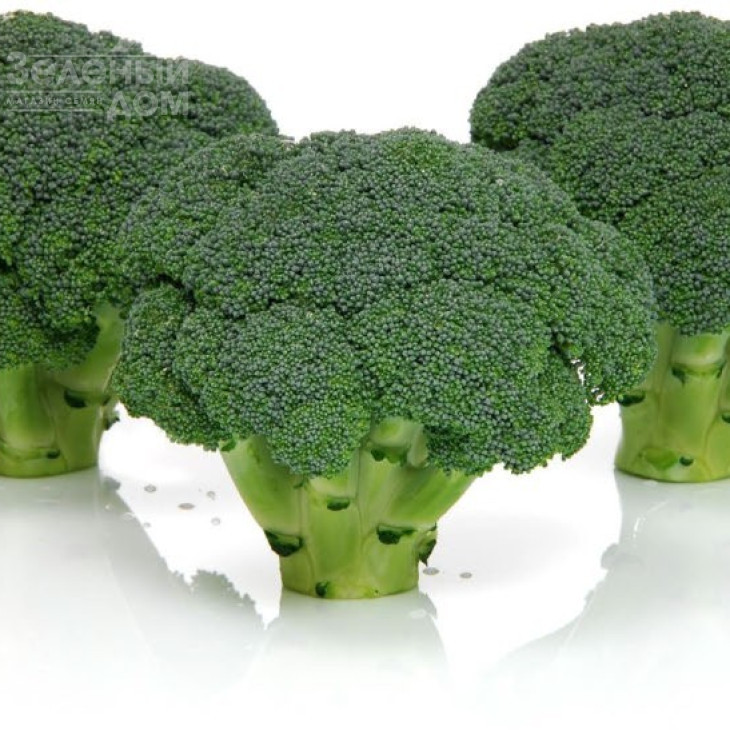 Арес F1 / Ares F1, 60-70 днів фото 3