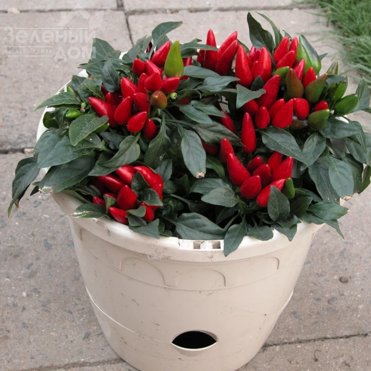 Ивона / Ivona фото 1