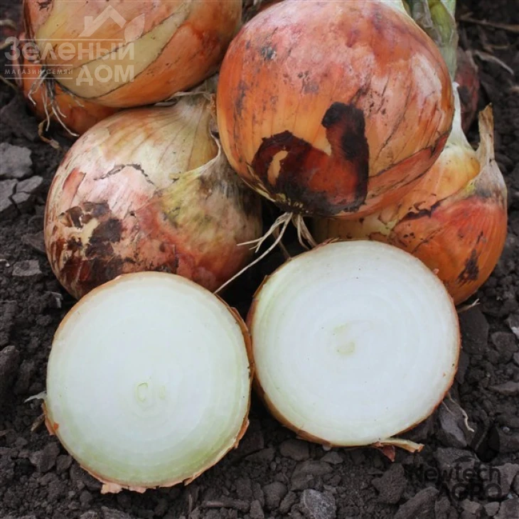 Феникс F1 / Phenix F1, 85-90 дней фото 1