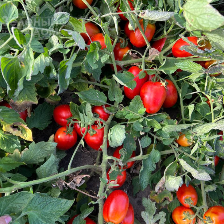 Олівенза F1 / Olivenza F1,120 днів фото 5