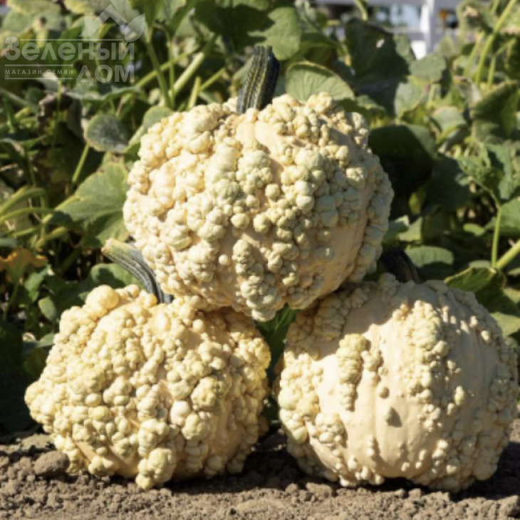 Попкорн F1 / Popkorn F1  фото 4