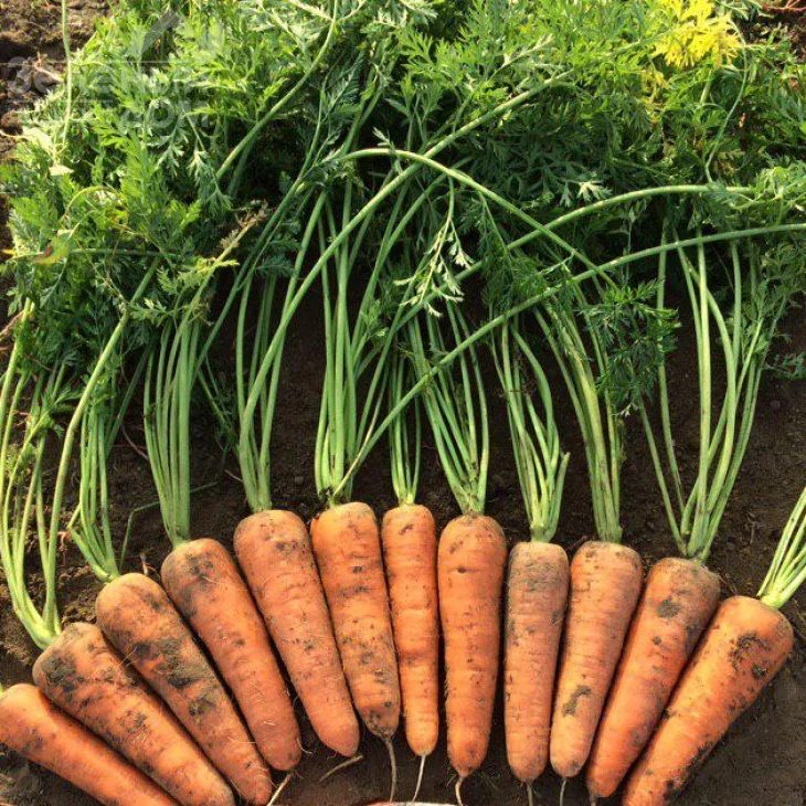 Мирафлорес F1 / Miraflores F1,115-120 дней фото 3