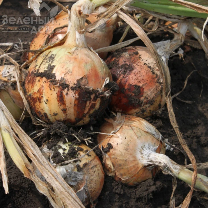 Титан F1 / Titan F1, 130-135 дней фото 1