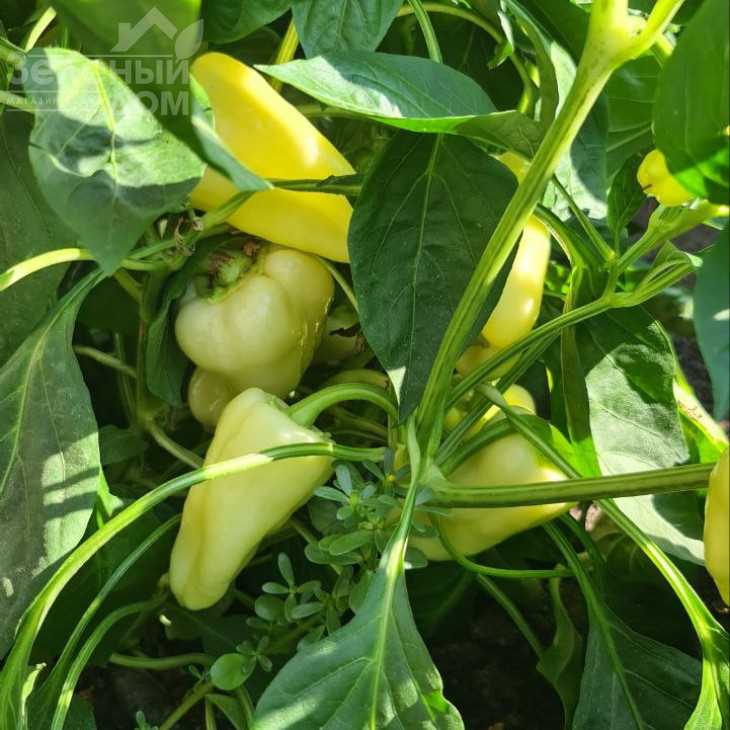 Сонетт F1 / Sonett F1, 70-75 днів фото 6