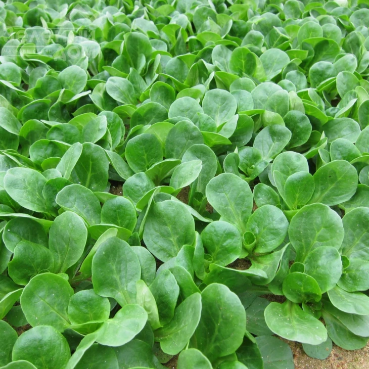 Амели / Ameli  фото 1