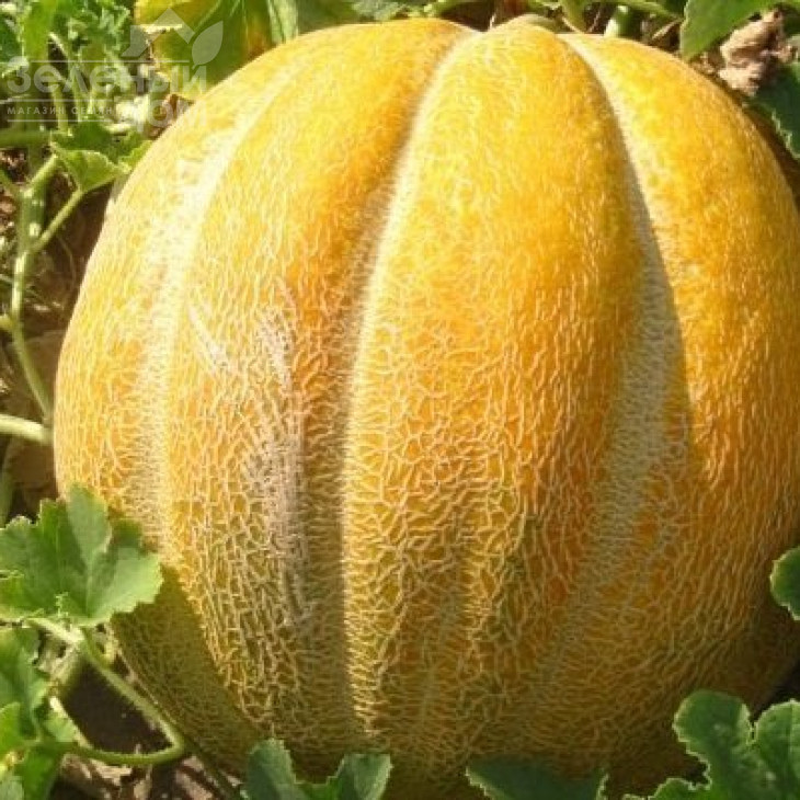 Ефіопка / Efiopka фото 1