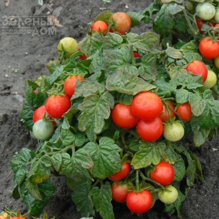 Вилма / Vilma фото 1