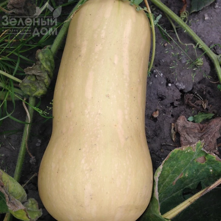 Сібель F1 / Sibel F1, 100-110 днів фото 3