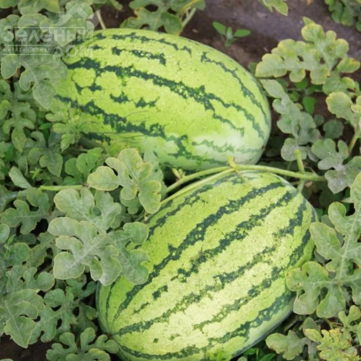 Астерикс (LS 1805) F1 / Asterix  (LS 1805) F1 фото 2