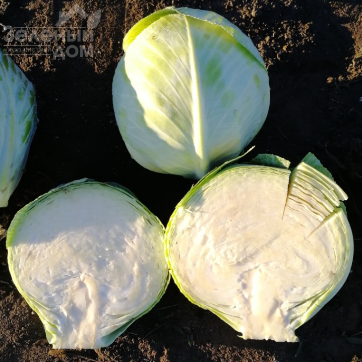 Алекса F1 / Alexa F1, 120-125 днів фото 3