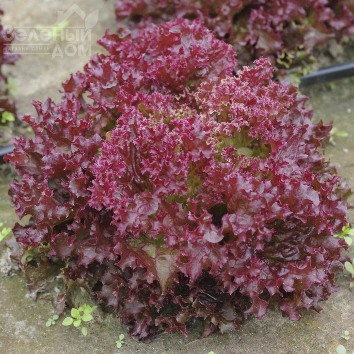 Кармінова / Karminova фото 1