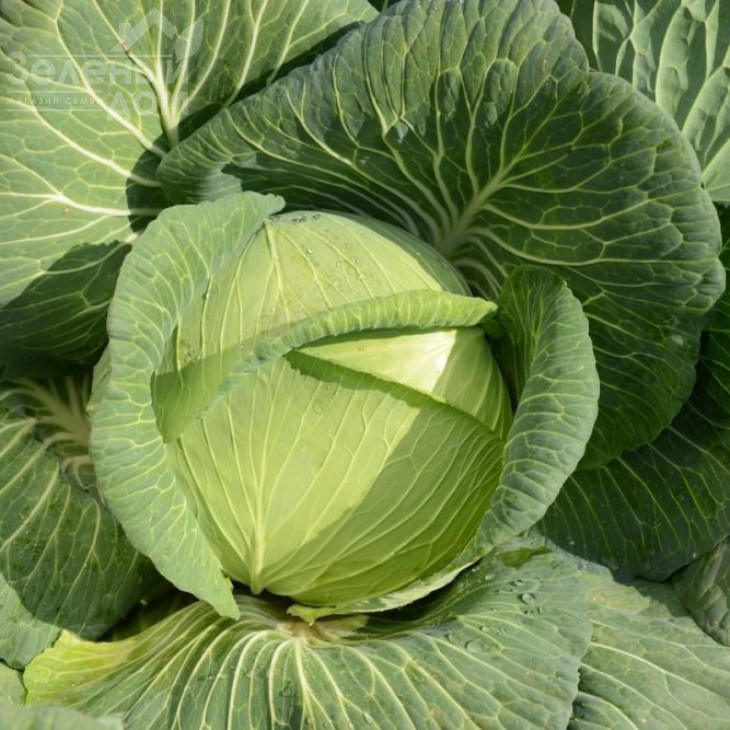 Платон F1 / Platon F1,85-90 днів фото 1