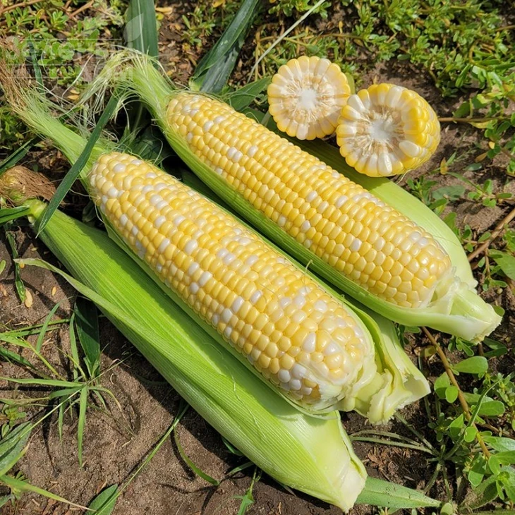 Акведук F1 / Akveduk F1,70-72 дня фото 2