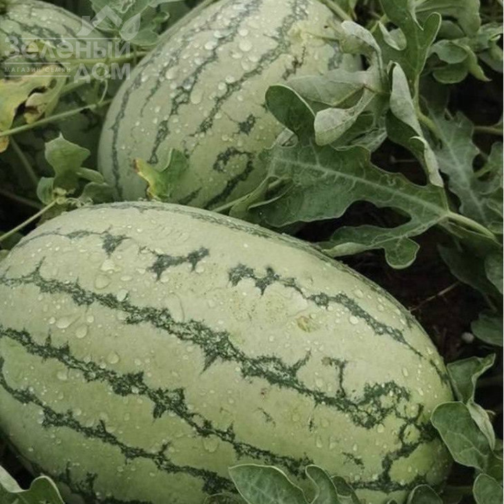 Єллов Лав F1 / Yellow Love F1 фото 2