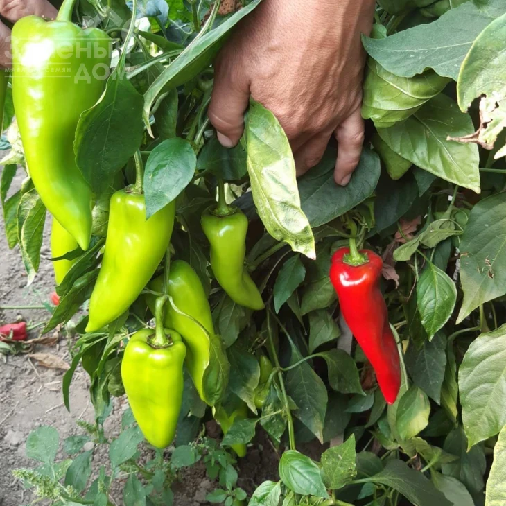 Супер Кап F1 / Super Cаp F1, 60-65 дней фото 7