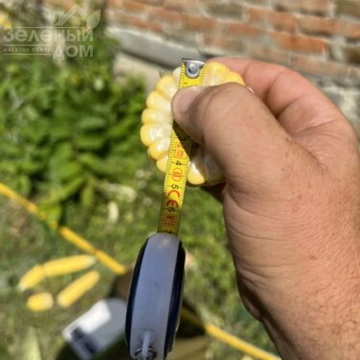 Обедиент F1 / Obediyent F1 фото 2