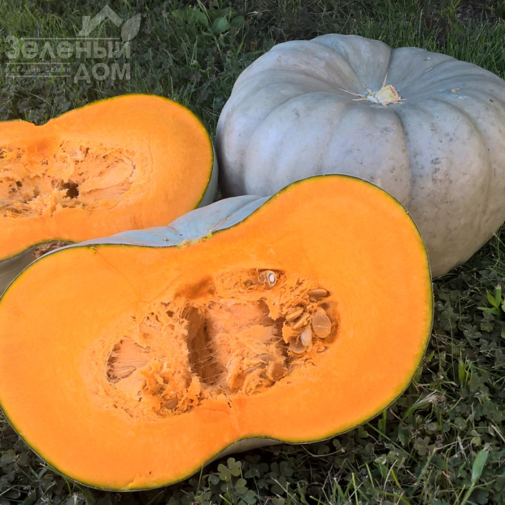 Сампсон F1 / Sampson F1,100-110 днів фото 1