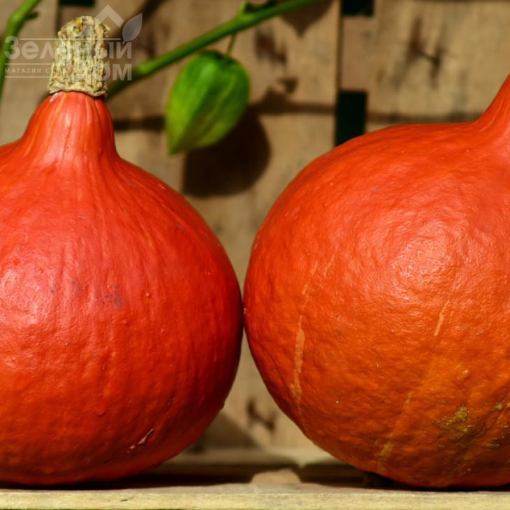 Хакайдо Помаранчевий / Hokkaido Orange, 80-90 днів фото 2