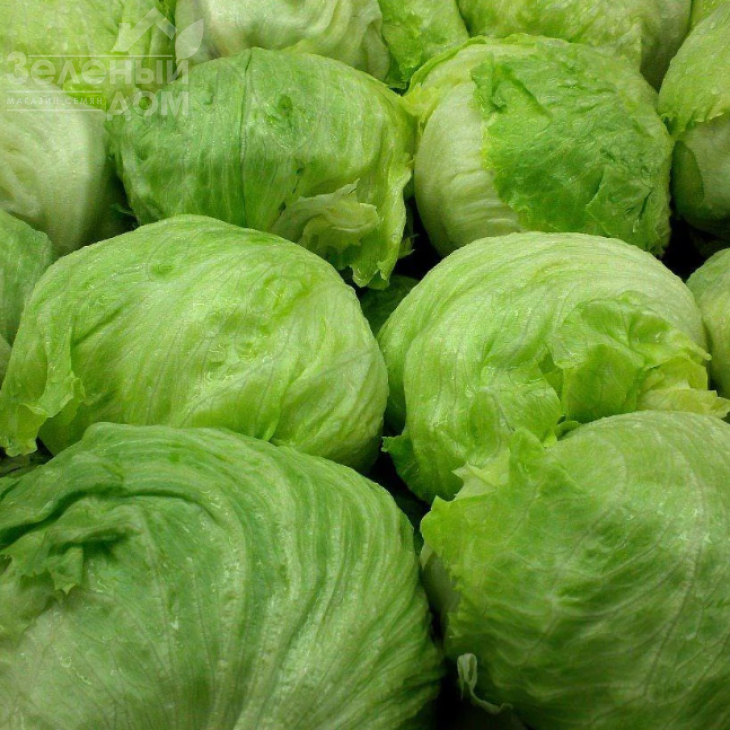 Гондар F1 / Gondar F1 фото 1