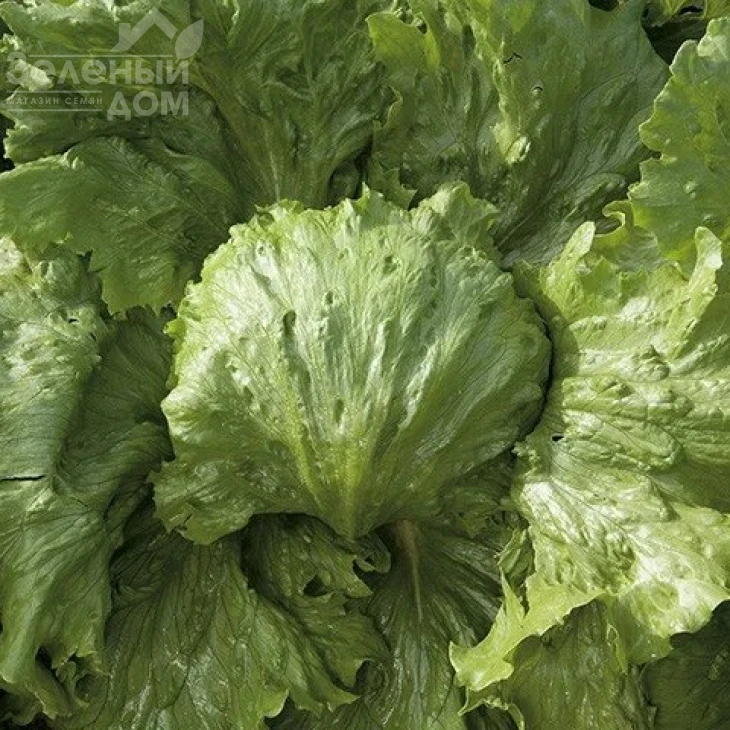 Эдуардо / Eduardo фото 1