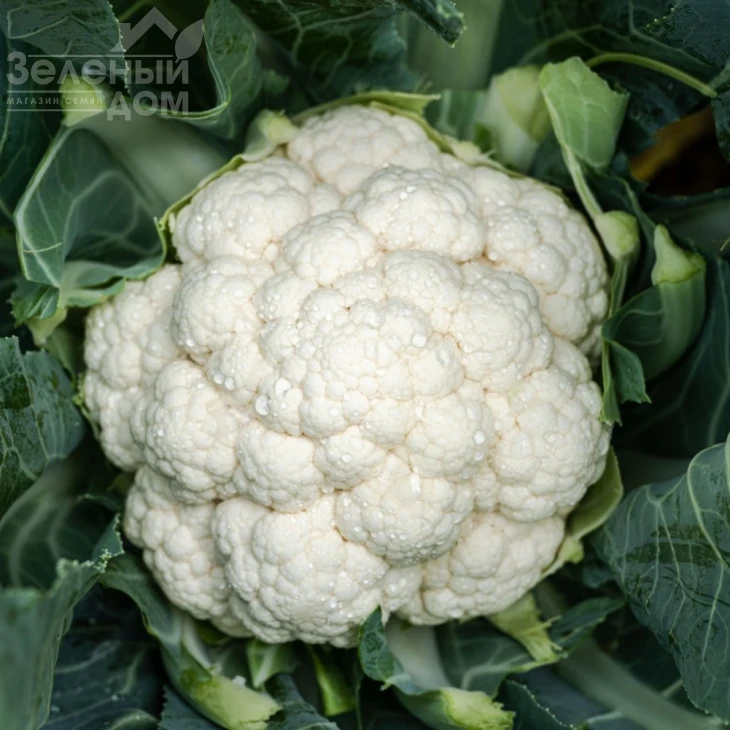 Электра F1 / Elektra F1, 78-82 дня фото 1