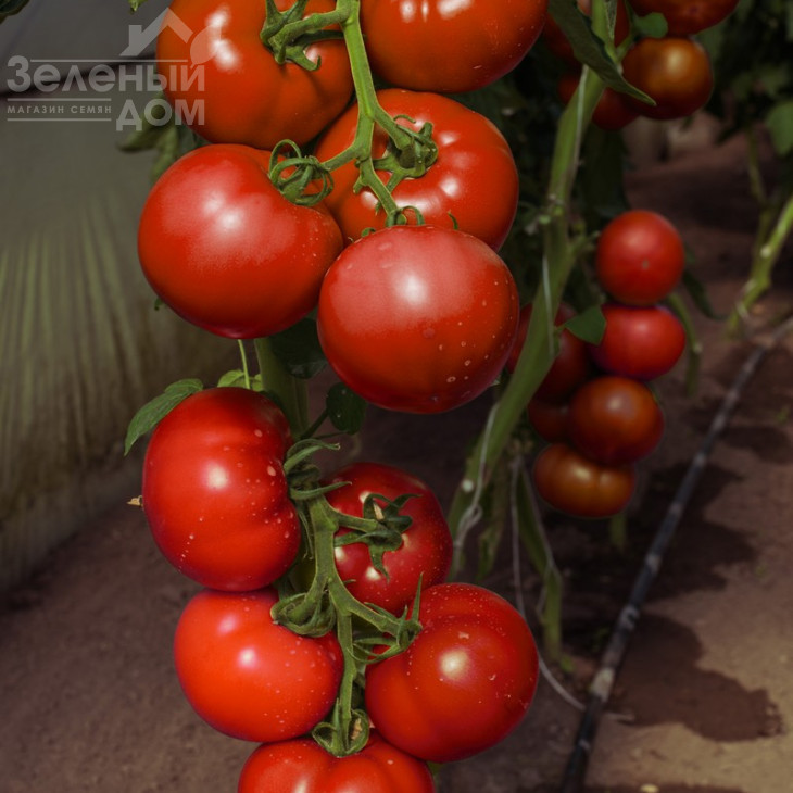 Васанта F1 / Vasanta F1,105-110 днів фото 1