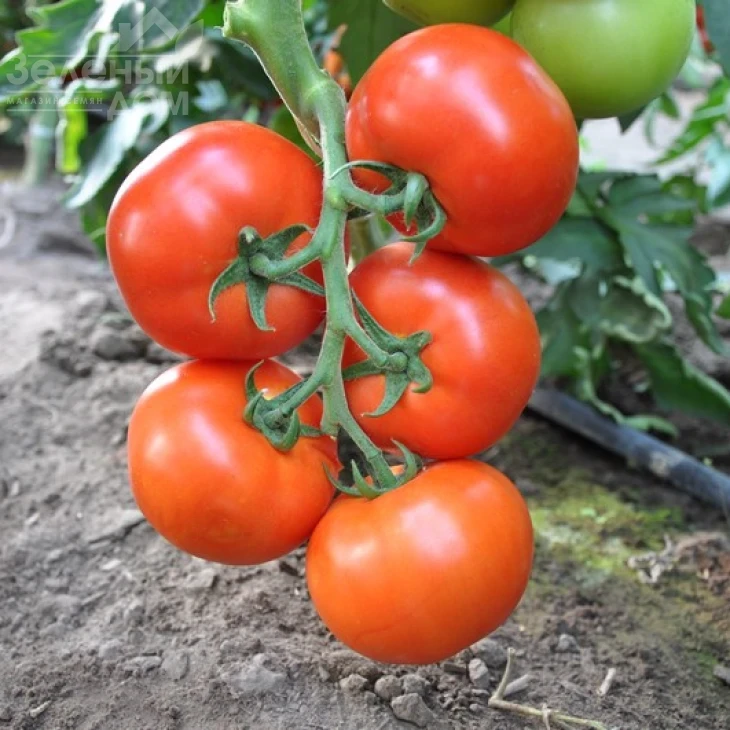 Дофу F1 / Doufu F1,105-115 дней фото 1