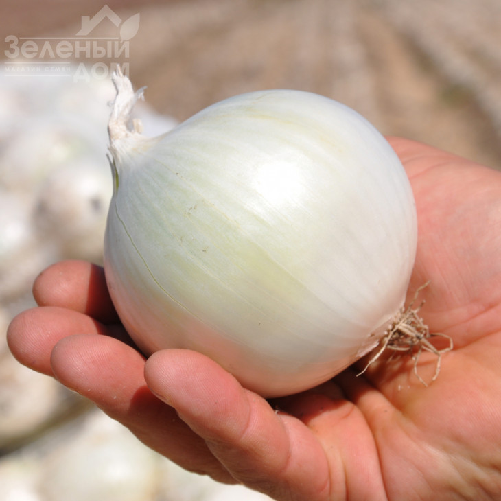 Азіла (1001) F1 / Azila (1001) F1,110 днів фото 1