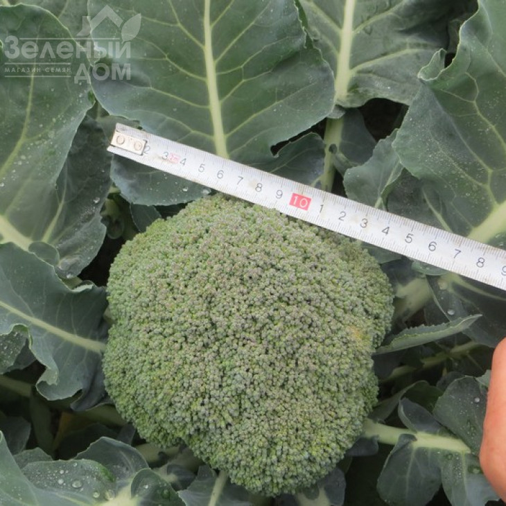 Корос F1 / Koros F1,55-65 днів фото 2