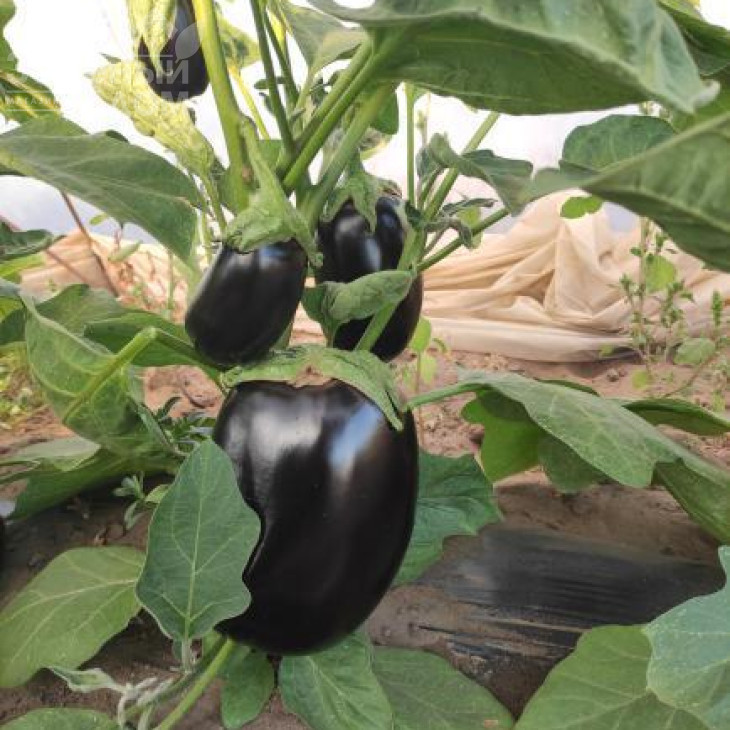 Регтайм (INX 804) F1 / Regtime (INX 804) F1,80-85 днів фото 2