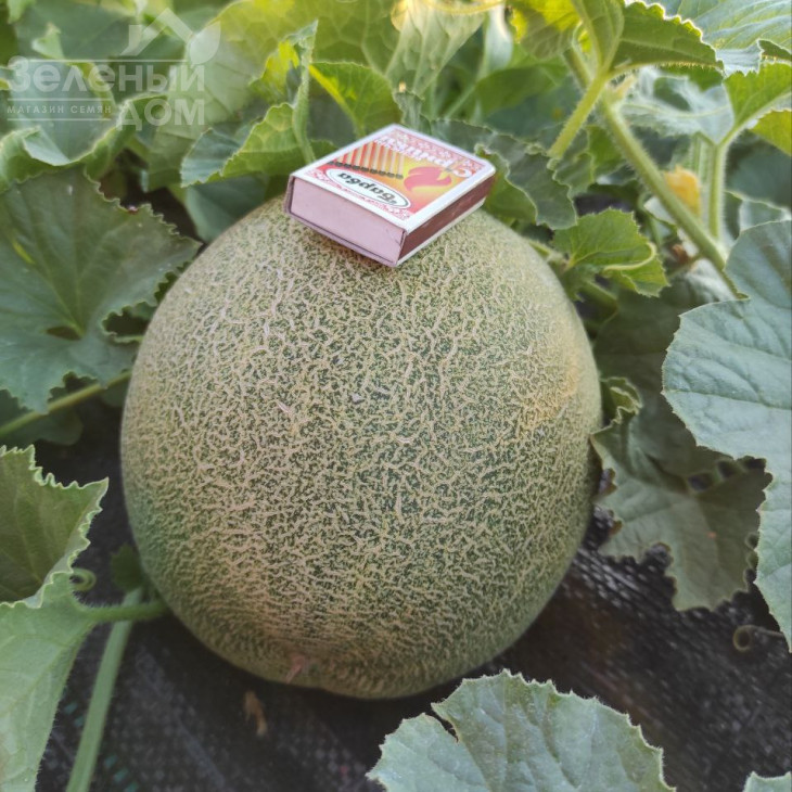 Нора (INX 1234) F1 / Nora (INX 1234) F1,55 днів фото 2