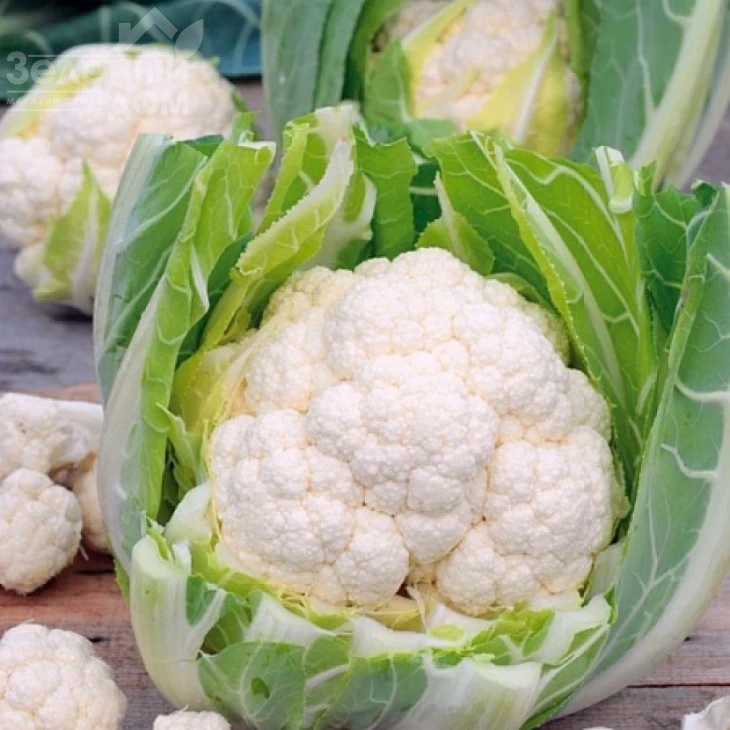 Лекану F1 / Lecanu F1,75-80 дней фото 2